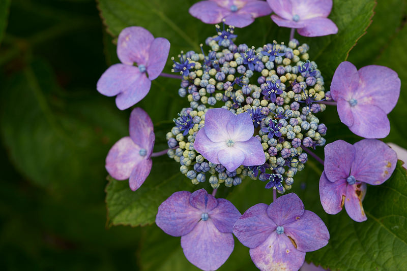 α7III+MACRO APO-LANTHAR 65mm F2 Aspherical